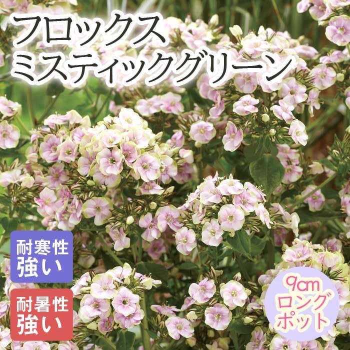 トム☆ベル様 フロックス ミスティックグリーン 花苗 宿根草 Amazon.co.jp: 宿根草 苗 フロックス ミスティックグリーン 9cm